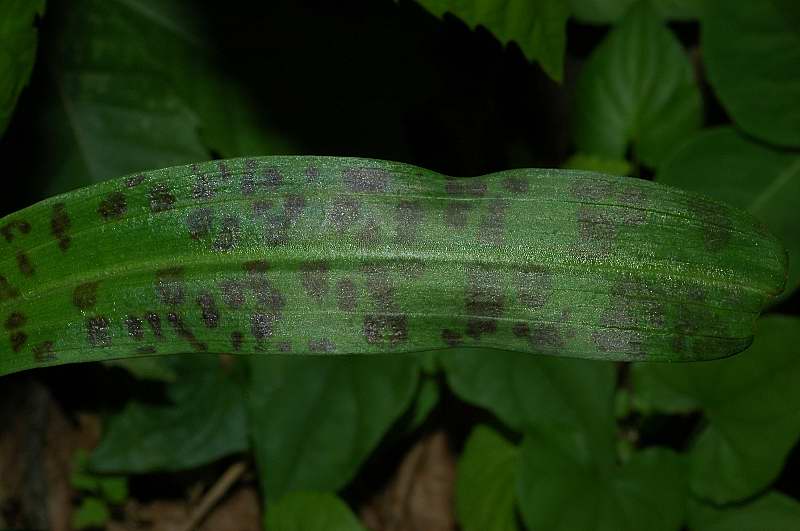 Dactylorhiza maculata